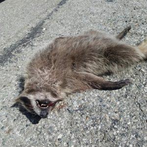 Dead animal Removal Los angeles